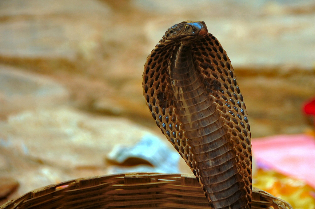 Should you get COBRA benefits when you leave your job?