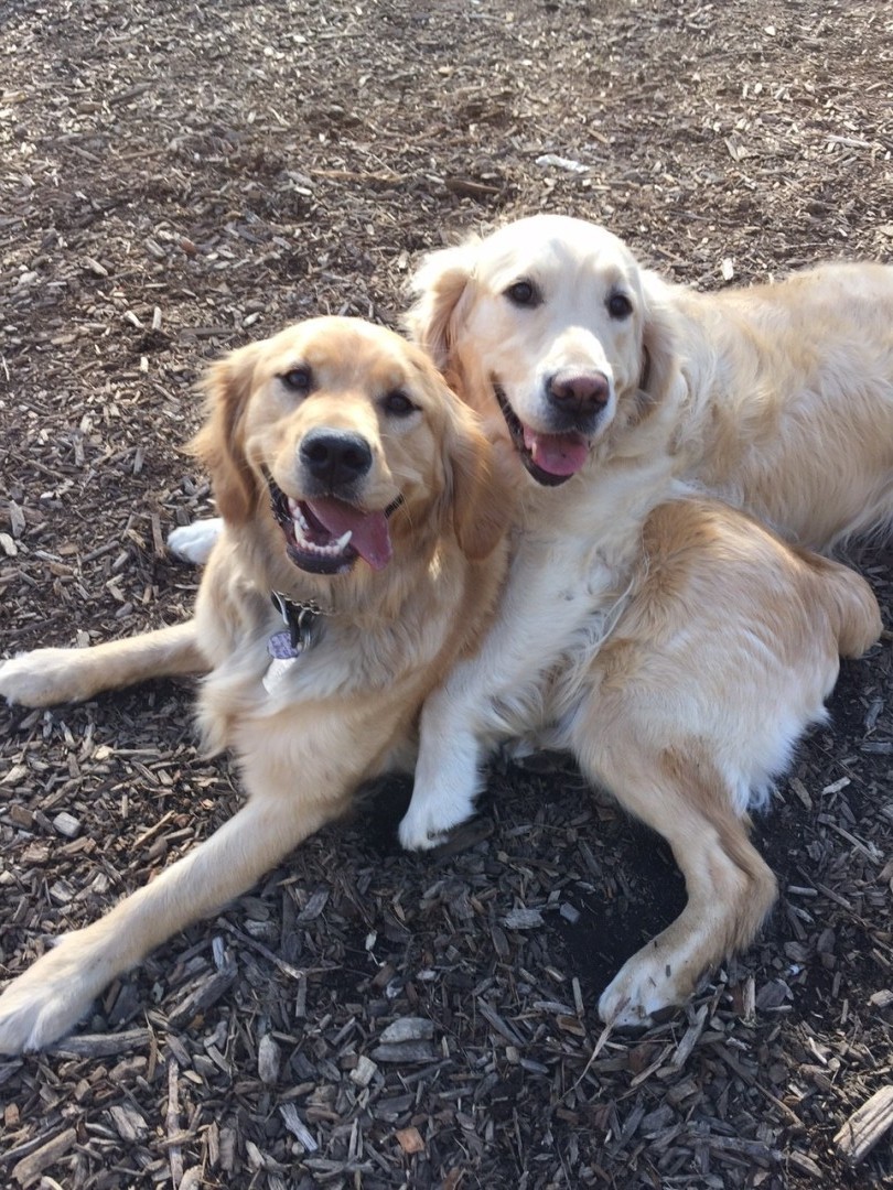 Get a dog, improve your health