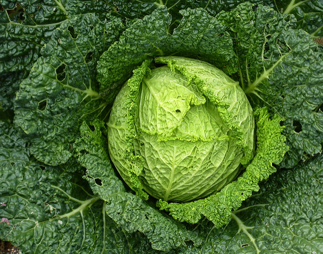 Eating green leafy vegetables could help your memory