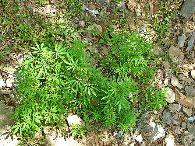 Clearing the air on marijuana use