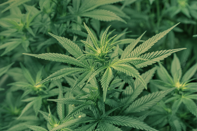 Don’t overlook marijuana-prescription drug interactions