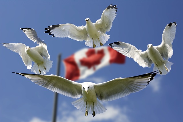 How does Canada’s Medicare health care system work?