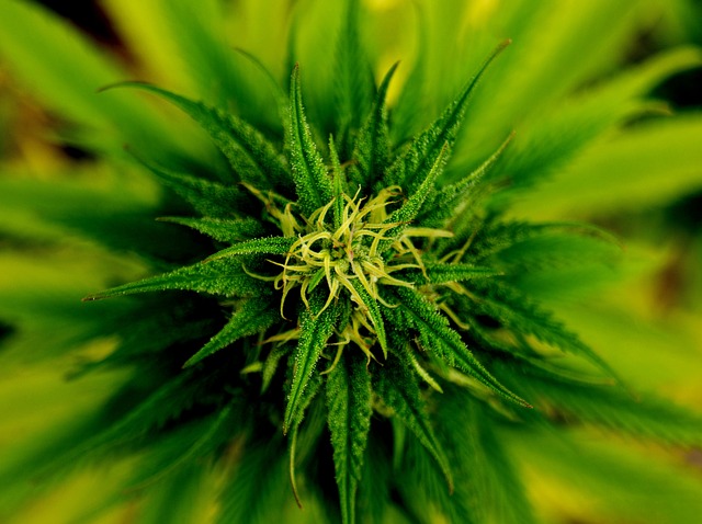 Legalization of marijuana without safeguards creates large public health risks