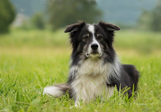 What can we learn from the ways dogs age?