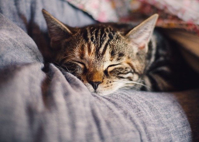 How you sleep could turn on what you eat