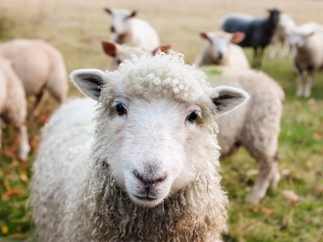 People living in rural communities disenroll from Medicare Advantage at a high rate