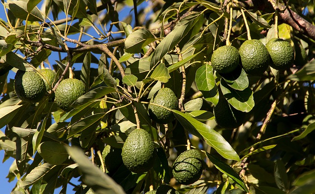Five reasons to eat avocados