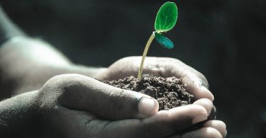 https://pixabay.com/photos/hands-macro-plant-soil-grow-life-1838658/