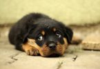https://pixabay.com/photos/rottweiler-puppy-dog-background-869018/