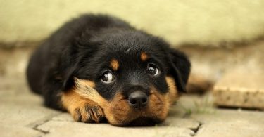 https://pixabay.com/photos/rottweiler-puppy-dog-background-869018/