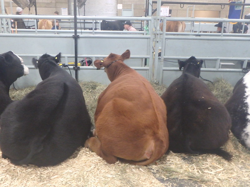 Medicare is new cash cow for insurers