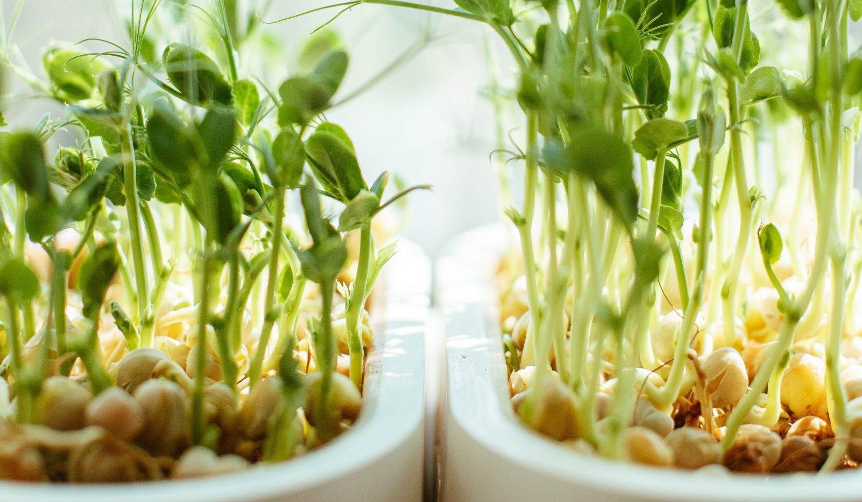 Watercress is the healthiest vegetable in the world