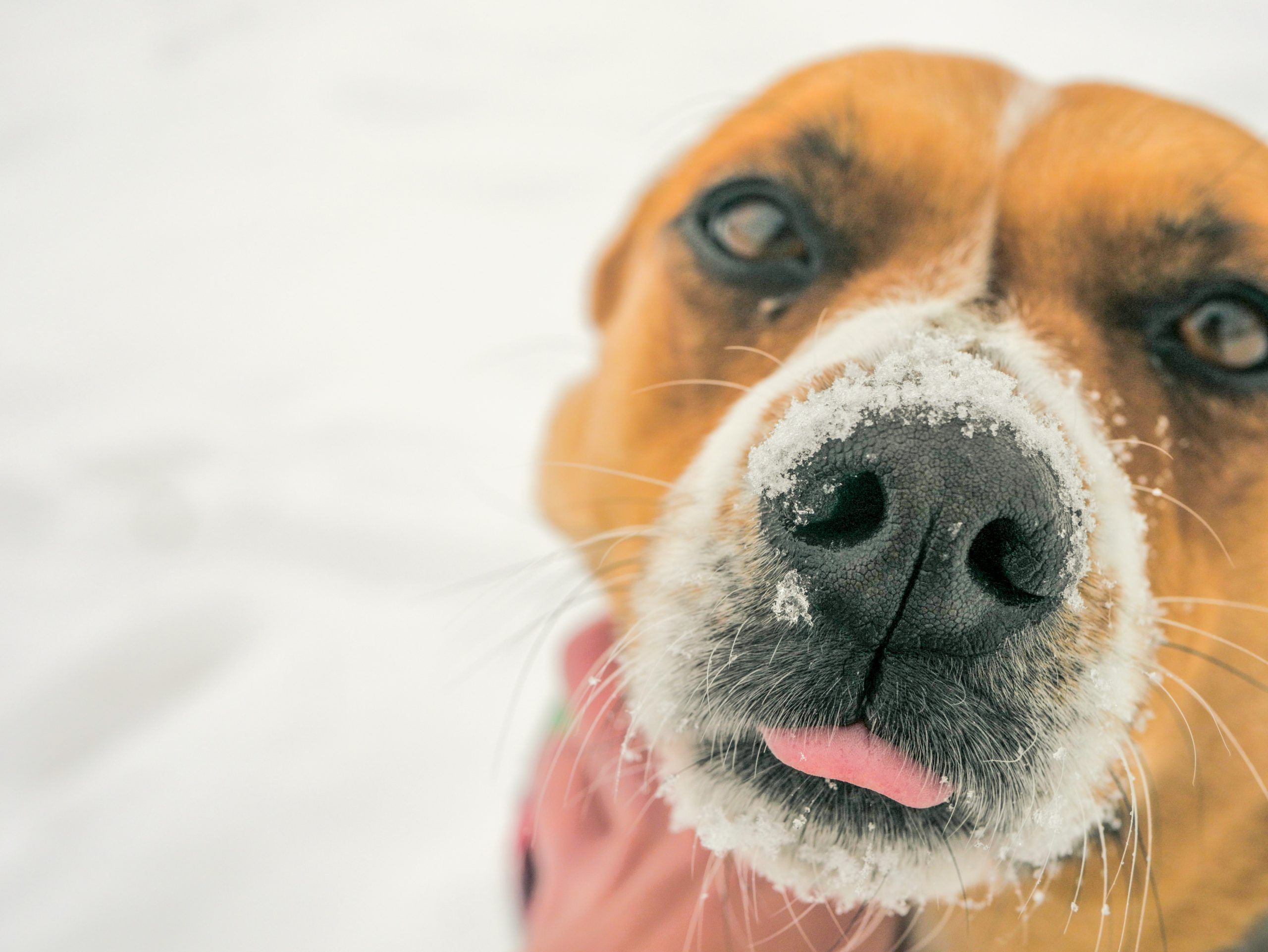 How to treat a runny nose?